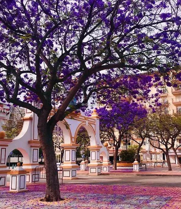 Higueronrentals The Palm Malaga Spain